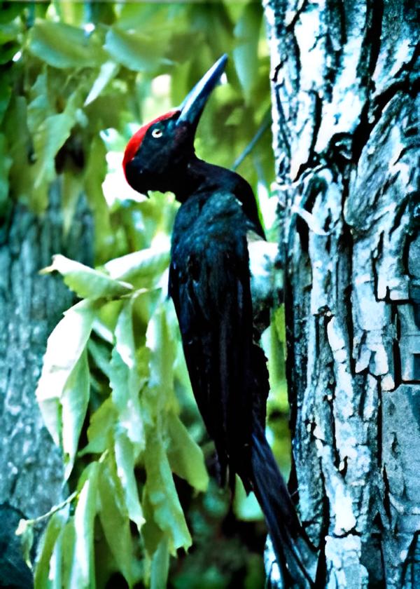 Rinsan white-bellied black woodpecker