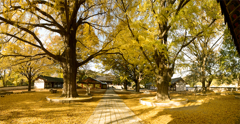 Gingko trees at Songgyungwan