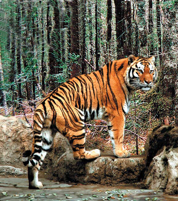 Korean tiger on Mt Paektu