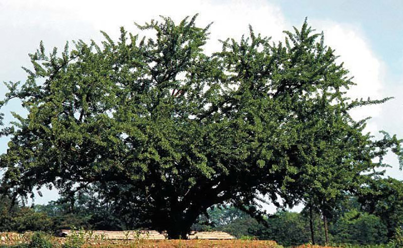 Natural monument—Tonghungsan ginkgo tree