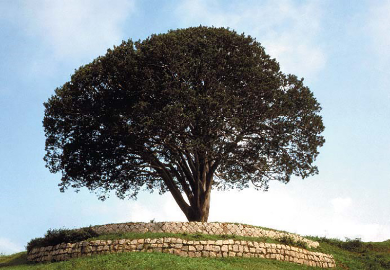 Natural monument—White pine tree in Kaesong