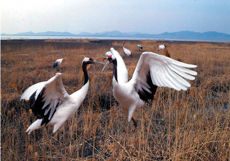 Mundok white crane