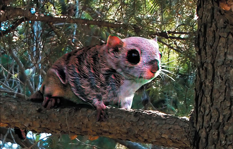 	Living monument―Flying squirrel of Mt Myohyang