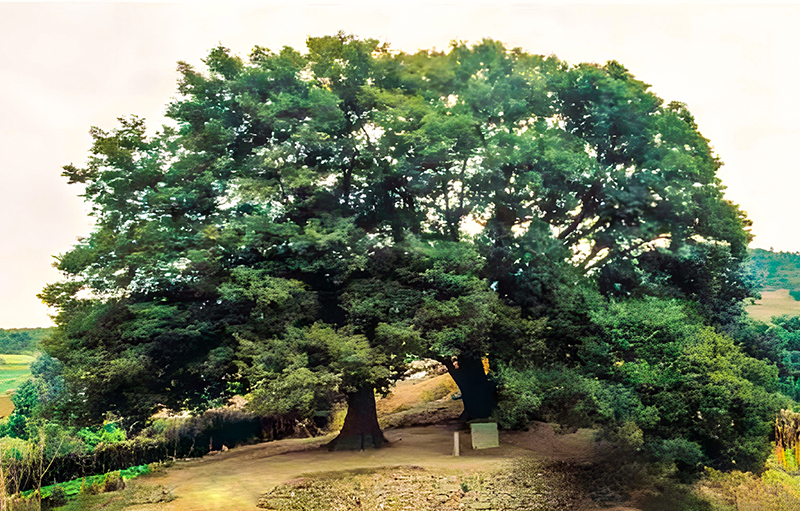 Living monument—Twin zelkova trees in Sinwon