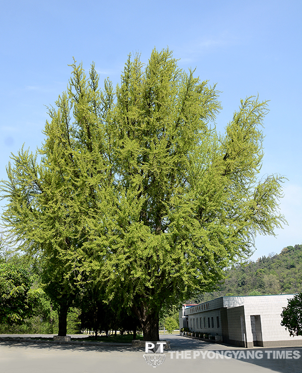 Newly registered living monument—Rungnado ginkgo