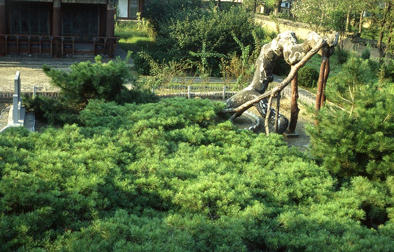 Living monument—<i>Pinus densiflora form. octopartina</i> in Hamhung 