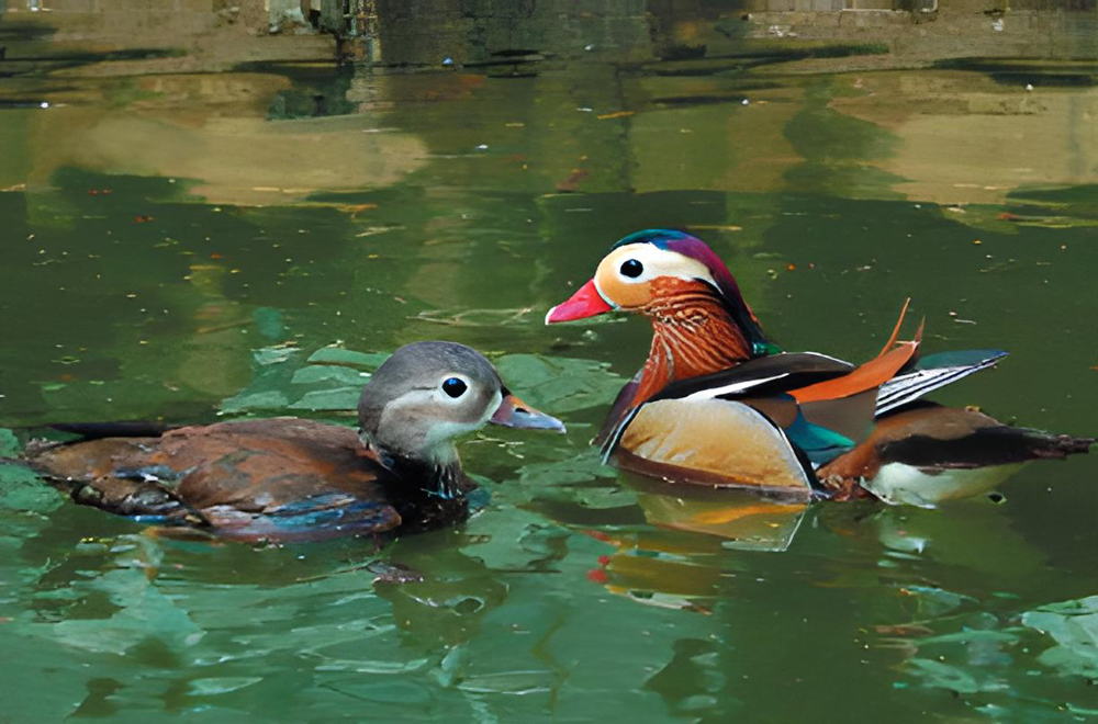 Living monument—Mandarin duck in Uiju