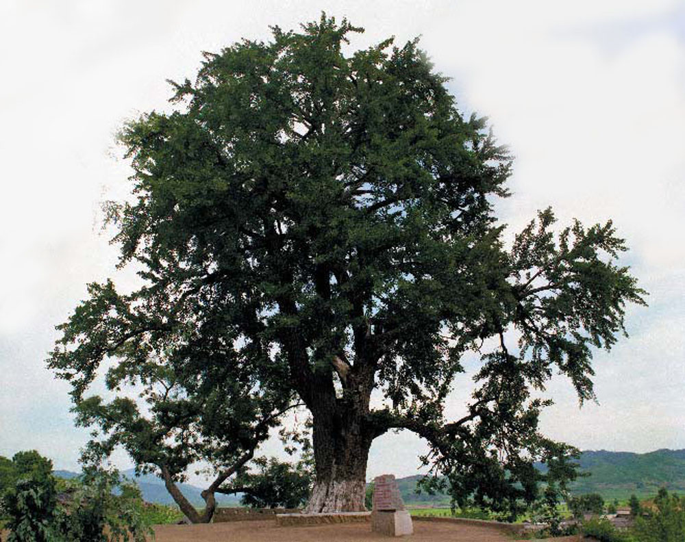 	Natural monument—Jasan ginkgo tree