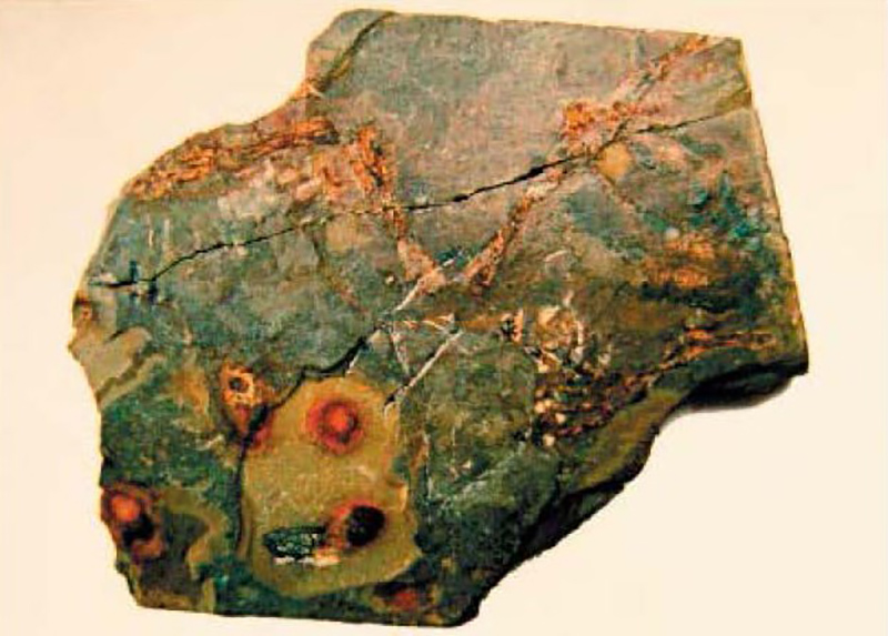 Natural monument, fossil of ‘progenitor of frog’