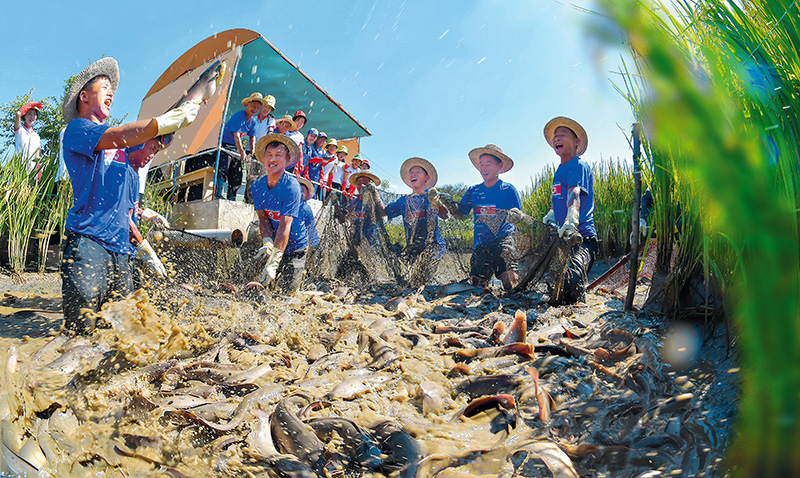 ‘Paddy field fish farming is good!’