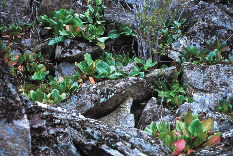 Natural monument—Shortia community in Jonchon